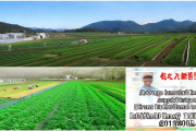 城步高山蔬菜直供港澳基地扩产，助力菜农户均年收入突破15万元