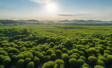 邵东废弃矿区变身千亩油茶林，生态修复与产业振兴双赢新篇章