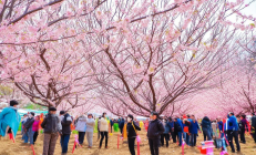 双清区桃花节盛大开幕，农旅融合激活春日经济活力
