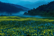 城步十万古田：罕见高山湿地萤火虫群闪耀，生态旅游新亮点