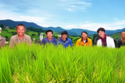 茶陵烟稻轮作示范区助力农户增收，亩均利润突破3500元