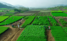 新邵县石漠化治理与扶贫结合，10万亩荒山变绿洲，助力乡村振兴