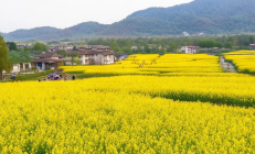 邵阳县油菜“油旅融合”示范园开园，游客量突破30万人次，乡村旅游新风尚