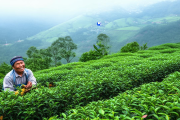城步苗乡高山有机茶叶飘香欧盟，瑶族茶农年收入突破十万元