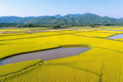 新邵县打造湘中最大稻田综合种养示范区，稻蛙共生模式助力亩均增收3000元