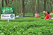 绥宁青钱柳茶荣获欧盟有机认证，林下经济激活百万亩林地