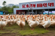 武冈铜鹅养殖保险全覆盖，风险保障金池增至8亿元，助力产业发展