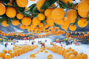 洞口雪峰蜜桔祭盛大启幕，千年贡橘园邀您共享丰收喜悦